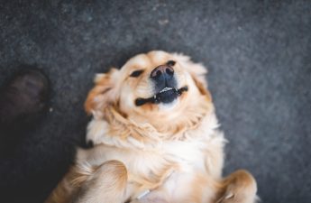 happy emotional support dog
